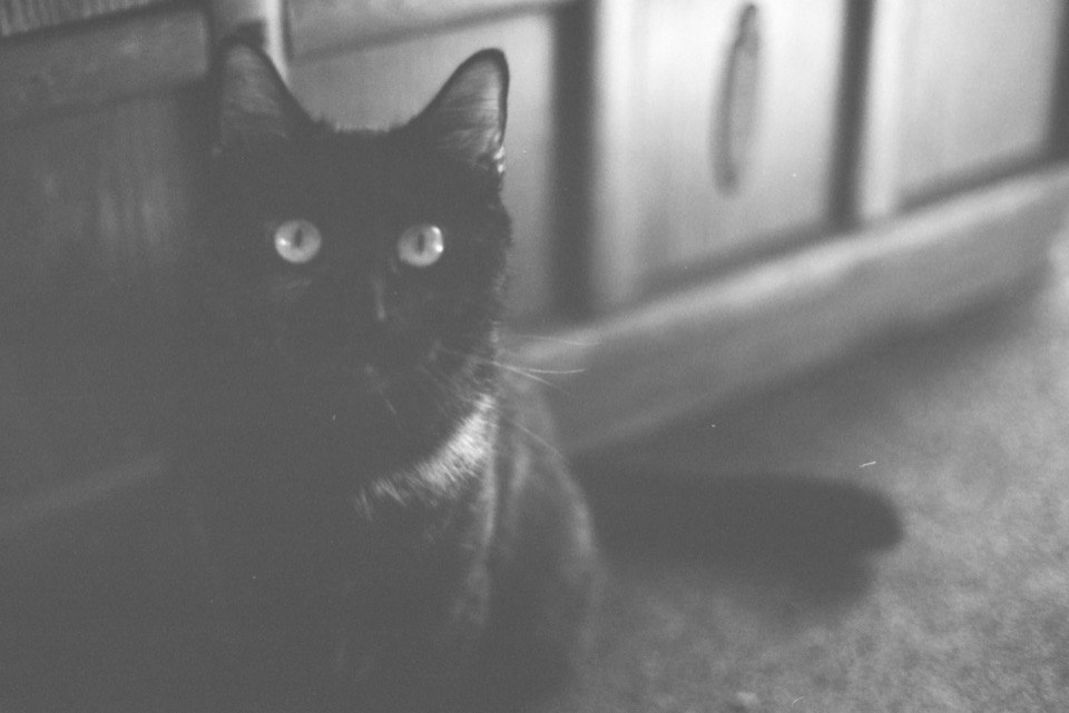 A black cat photographed on film
